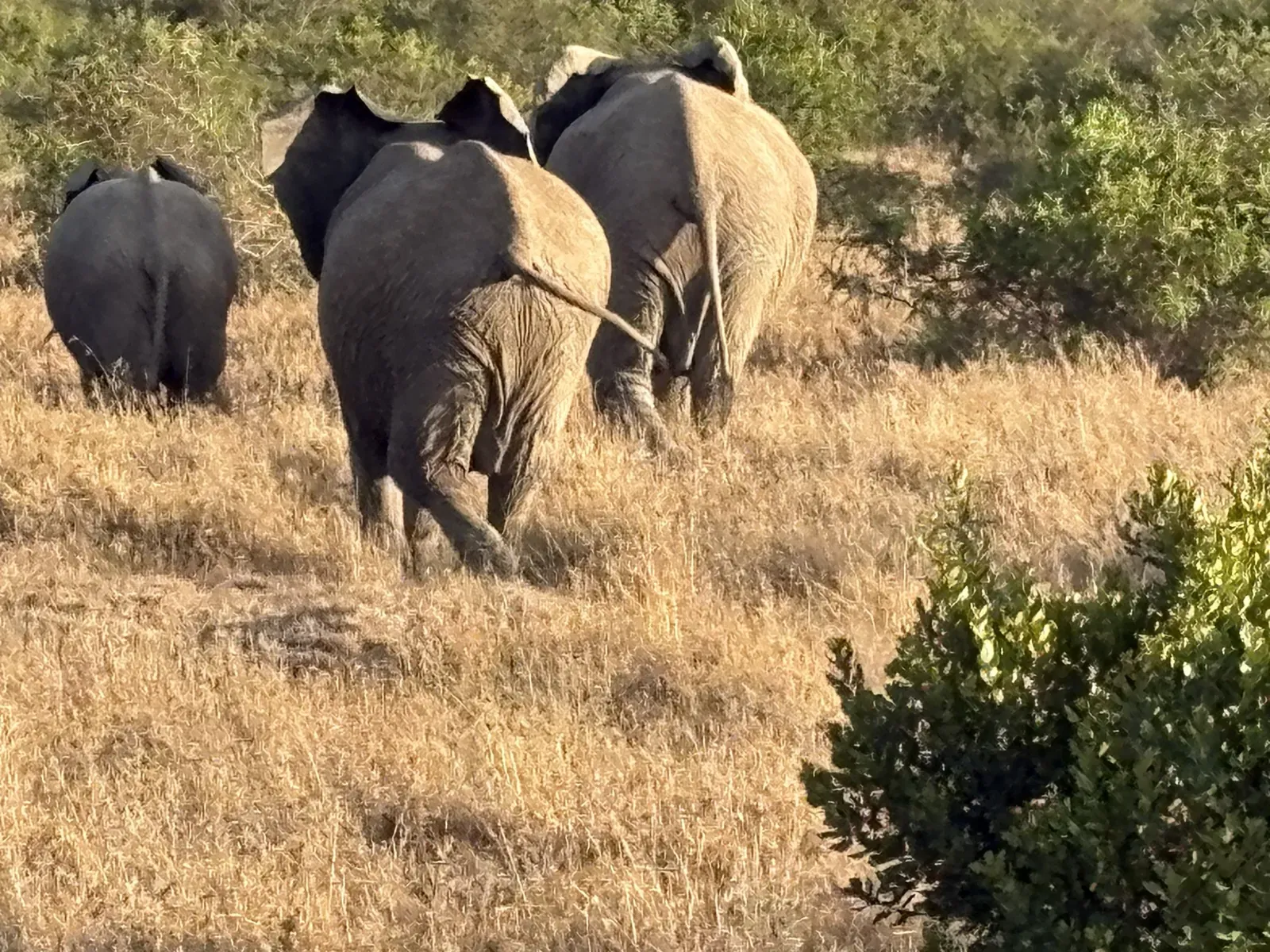 Elephants walking through dry grass, seen on the game drive